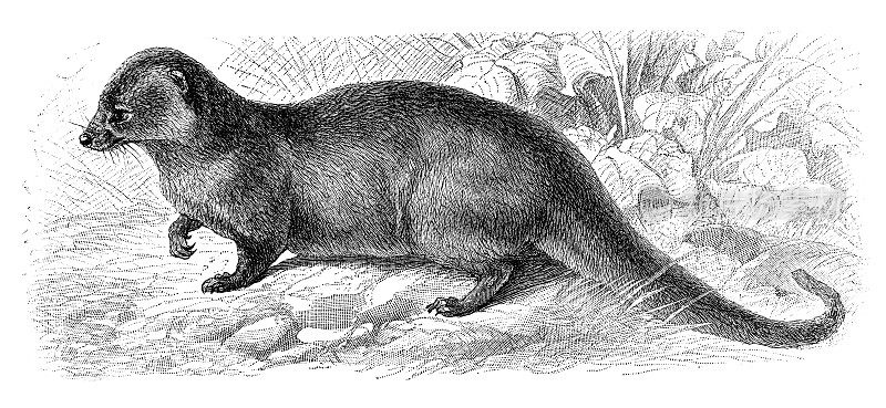埃及猫鼬(Herpestes ichneumon)，也被称为猫鼬